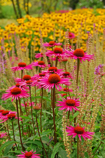 Ornamental garden with bunches of blooming flowers and treelined in the background. 
Blooming Echinacea purpurea.