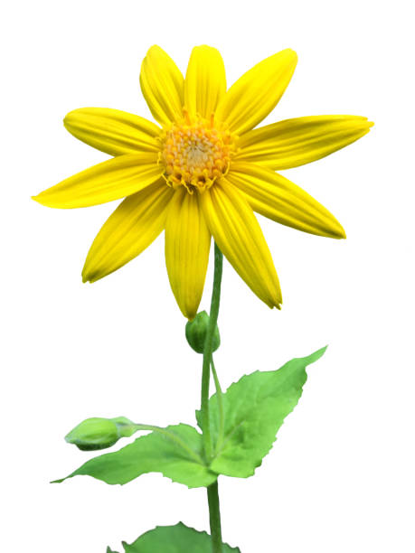 Bright Yellow Arnica Flower Anti-Inflammatory Pain Alternative Medicine Cut Out White Background A beautiful Arnica plant with bright yellow flower head cut out on a white background. This used is widely used to treat inflammation and pain in both alternative and conventional medicine and is the subject of much medical research. arnica flower single flower white stock pictures, royalty-free photos & images