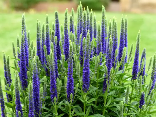 A closeup of the flower spikes of Veronica Ulster Blue Dwarf.