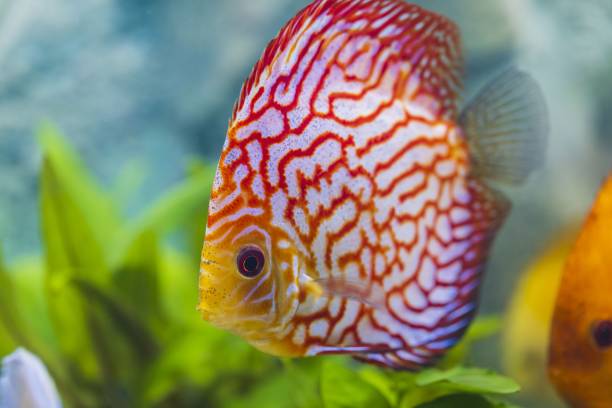 istock Close up view of gorgeous checkerboard red map diskus aquarium fish. Hobby concept. 1255947902