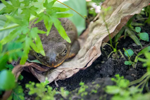 Photo of Tropical frog hides in green plants. Mimicry skill of tropical toad. Exotic animal closeup. Frog or toad in summer foliage.