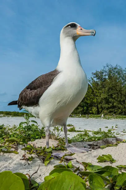 Laysan Albatross, Phoebastria immutabilis, is a large seabird that ranges across the North Pacific. Papahnaumokukea Marine National Monument, Midway Island, Midway Atoll, Hawaiian Islands