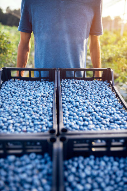 istock Farmer working and picking blueberries on a organic farm - modern business concept. 1255949656