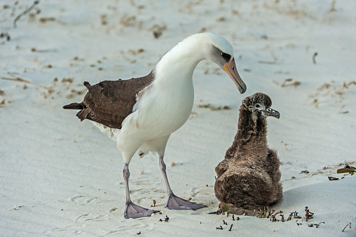 Laysan Albatross, Phoebastria immutabilis, is a large seabird that ranges across the North Pacific. With a young chick on Papahnaumokukea Marine National Monument, Midway Island, Midway Atoll, Hawaiian Islands.