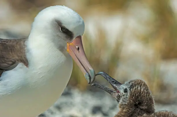 Laysan Albatross, Phoebastria immutabilis, is a large seabird that ranges across the North Pacific. Feeding its chick. Papahnaumokukea Marine National Monument, Midway Island, Midway Atoll, Hawaiian Islands