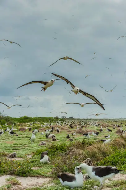 Laysan Albatross, Phoebastria immutabilis, is a large seabird that ranges across the North Pacific. The albatross colony on  Papahnaumokukea Marine National Monument, Midway Island, Midway Atoll, Hawaiian Islands. Many birds flying.