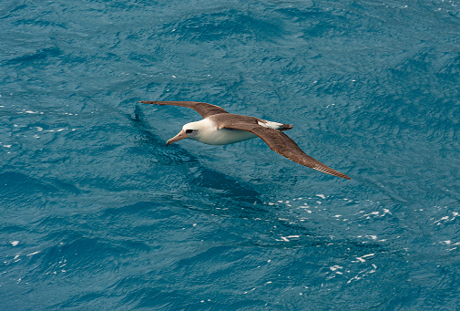 The Flying Laysan Albatross, Phoebastria immutabilis, is a large seabird that ranges across the North Pacific. Papahnaumokukea Marine National Monument, Midway Island, Midway Atoll, Hawaiian Islands