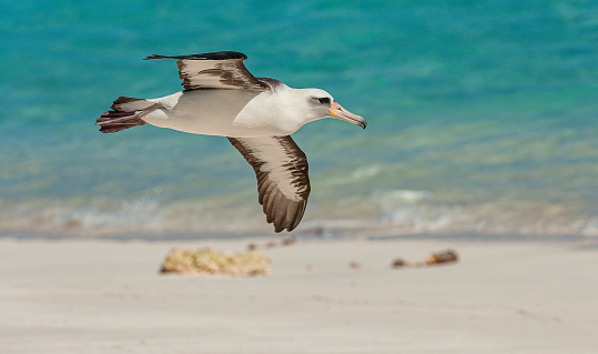 The Flying Laysan Albatross, Phoebastria immutabilis, is a large seabird that ranges across the North Pacific. Papahnaumokukea Marine National Monument, Midway Island, Midway Atoll, Hawaiian Islands