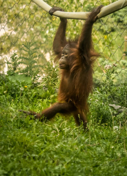 istock Playful baby orangutan 1255950152