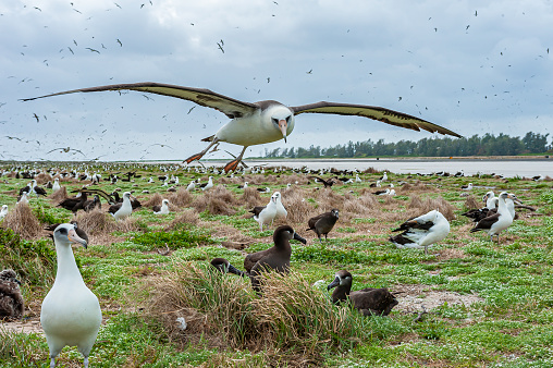 Laysan Albatross, Phoebastria immutabilis, is a large seabird that ranges across the North Pacific. The albatross colony on  Papahnaumokukea Marine National Monument, Midway Island, Midway Atoll, Hawaiian Islands. Many birds flying.
