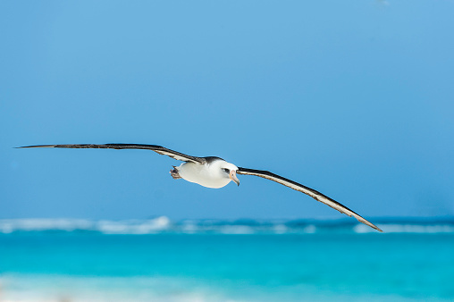 The Flying Laysan Albatross, Phoebastria immutabilis, is a large seabird that ranges across the North Pacific. Papahnaumokukea Marine National Monument, Midway Island, Midway Atoll, Hawaiian Islands