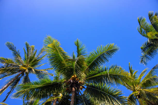 istock Natural palm tree on sunny blue sky background. oco palm tree landscape. Summer vacation banner template with text place 1255950234