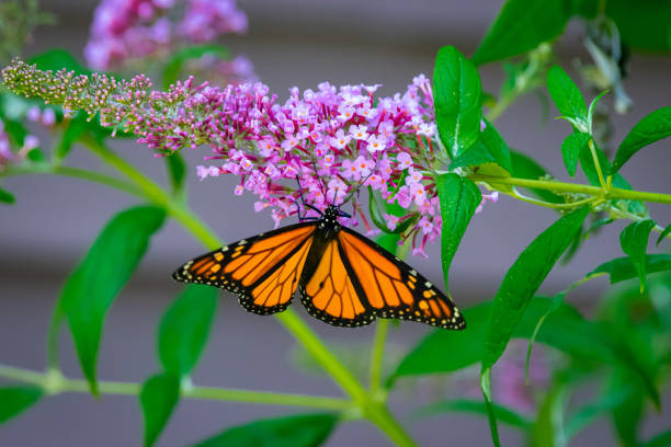 istock Monarch butterfly on pink flower 1255950296