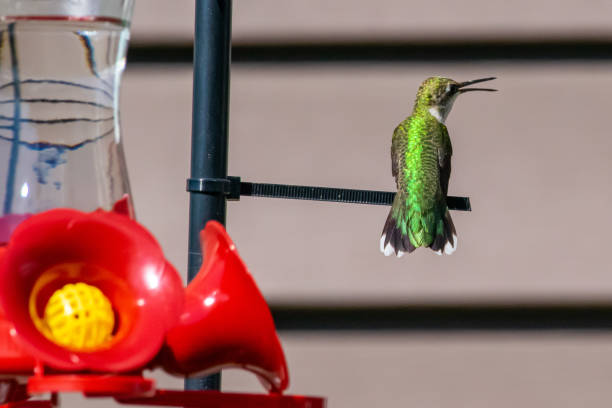 istock Hummingbird at rest on branch 1255950329