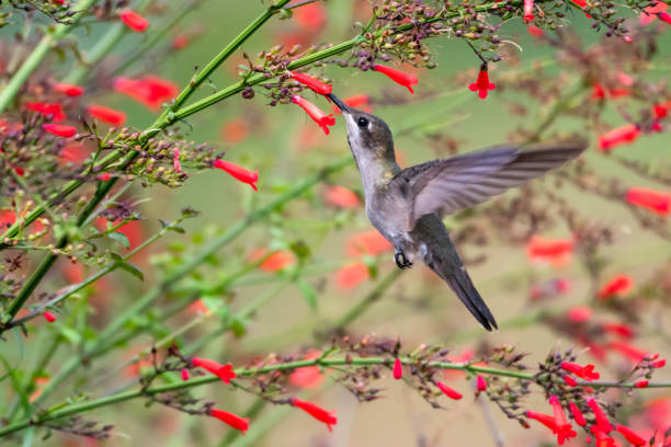 istock A female Ruby Topaz hummingbird feeding on Antigua Heath flowers. 1255952081