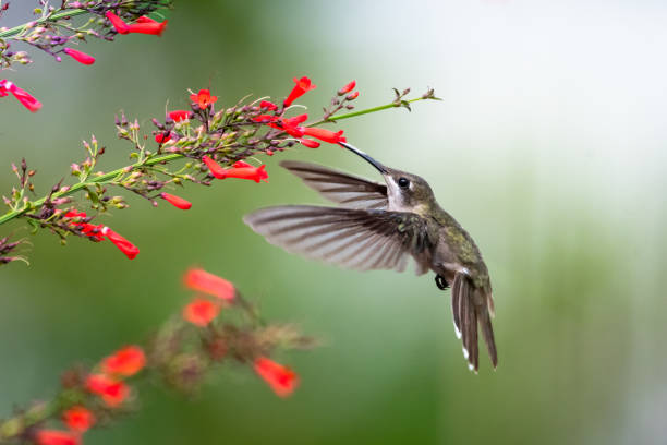 istock A female Ruby Topaz hummingbird feeding on Antigua Heath flowers. 1255952084