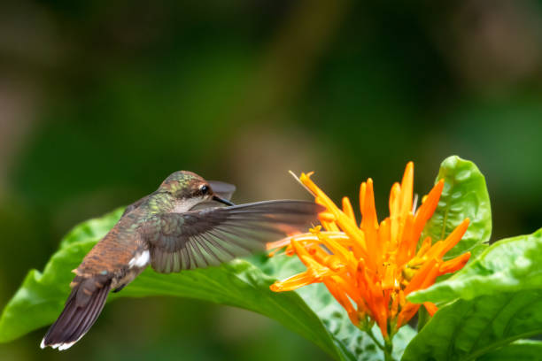 istock A juvenile Ruby Topaz hummingbird feeding on an orange flower 1255952087