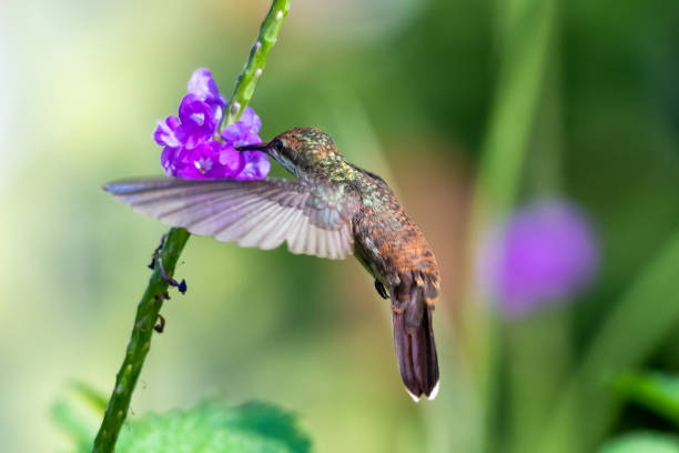 istock A juvenile Ruby Topaz hummingbird feeding in a Vervain patch. 1255952089