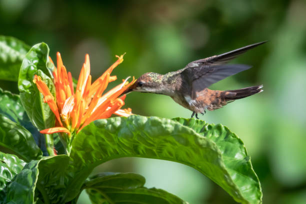 istock A juvenile Ruby Topaz hummingbird feeding on an orange flower 1255952109