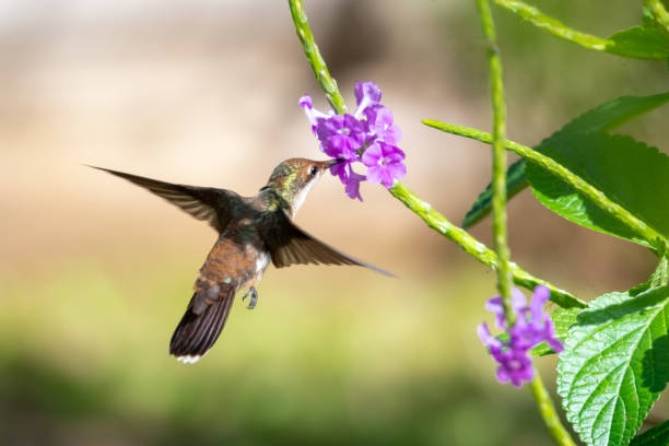 istock A juvenile Ruby Topaz hummingbird feeding on a Vervain flower 1255952115