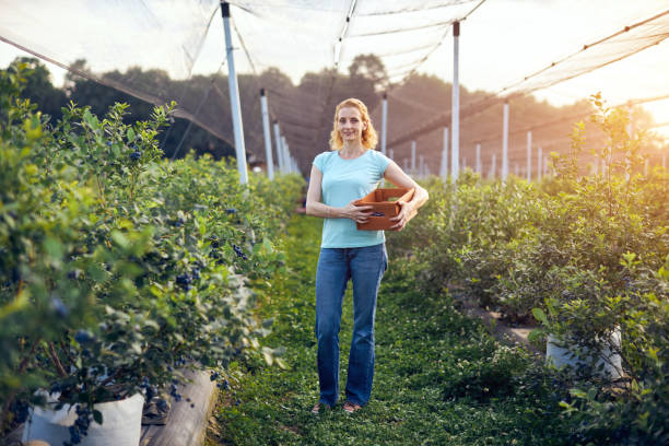 donna moderna che lavora e raccoglie mirtilli in una fattoria biologica - concetto di business di potere femminile. - business mature adult employment issues women foto e immagini stock