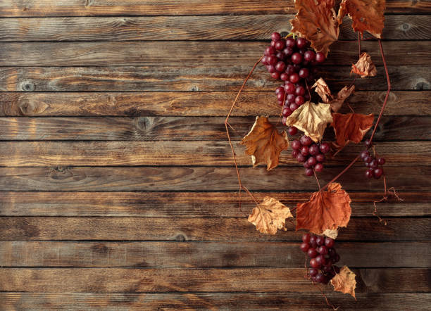 Vine with dried leaves and ripe grapes. Old wooden background with copy space.
