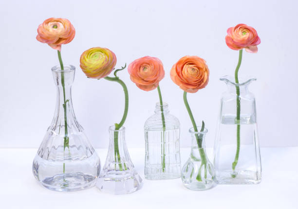 Ranunculus Flowers in Vases on White Background.