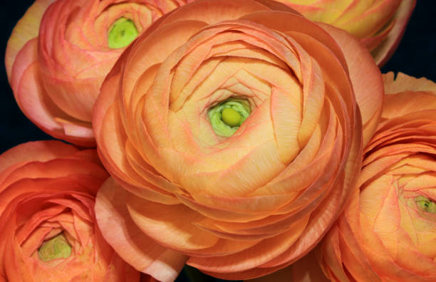 istock Orange Ranunculus Flowers on Green Background 1255952664