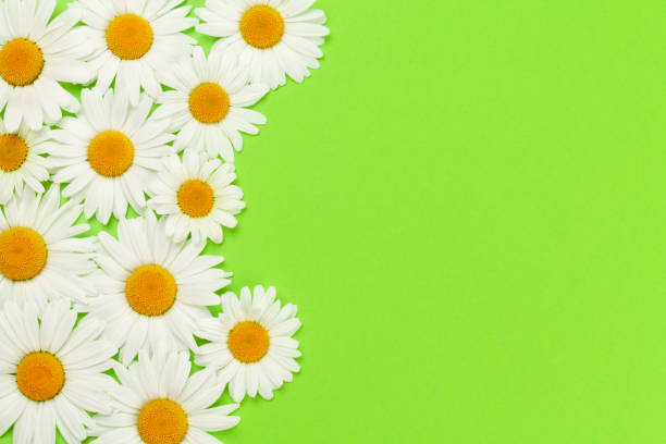 istock Camomile flower greeting card 1255953444