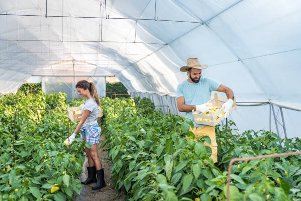 jeune couple de famille satisfait cueillant le poivre dans les paniers dans la serre et souriant pour des légumes qu’ils ont plantés comme petite entreprise et se tournant vers la nourriture biologique saine et naturelle croissante - small business enjoyment growth planning photos et images de collection