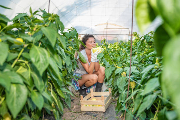 온실 바구니에 고추를 집어 들고 중소기업이 시작되면서 심은 채소를 미소 짓는 젊은 여성 - small business enjoyment growth planning 뉴스 사진 이미지