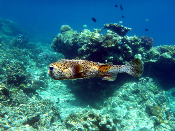 istock A vibrant porcupine fish swims over coral reef 1255955647