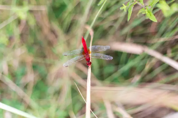 Photo of Red-veined dragonfly