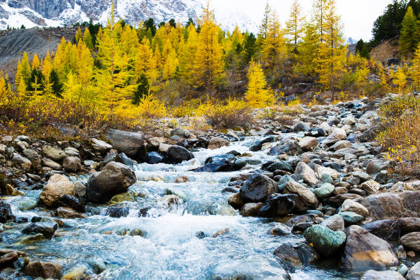A mountain river flows through the forest. beautiful natural landscape in autumn. Larch trees on the Bank and large stones. Against the background of the Altai mountains covered with snow. stock photo
