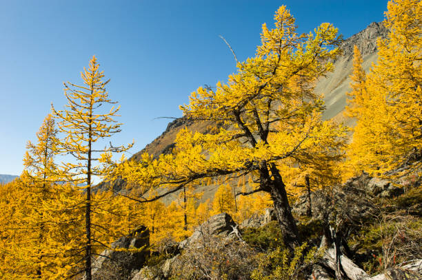 Magnificent panoramic view of the mountain landscape of the autumn Altai. Wooded slopes of larch trees on a clear day. stock photo
