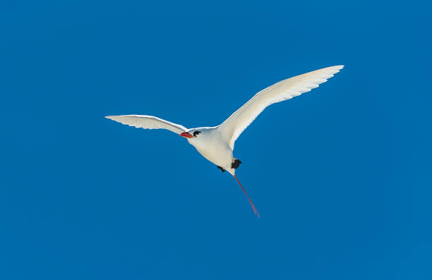 The Red-tailed Tropicbird, Phaethon rubricauda. It is the rarest of the tropicbirds, yet is still a widespread bird that is not considered threatened. Papahānaumokuākea Marine National Monument, Midway Island, Midway Atoll, Hawaiian Islands The Red-tailed Tropicbird, Phaethon rubricauda. It is the rarest of the tropicbirds, yet is still a widespread bird that is not considered threatened. Papahānaumokuākea Marine National Monument, Midway Island, Midway Atoll, Hawaiian Islands red tailed tropicbird stock pictures, royalty-free photos & images
