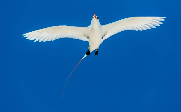 The Red-tailed Tropicbird, Phaethon rubricauda. It is the rarest of the tropicbirds, yet is still a widespread bird that is not considered threatened. Papahānaumokuākea Marine National Monument, Midway Island, Midway Atoll, Hawaiian Islands The Red-tailed Tropicbird, Phaethon rubricauda. It is the rarest of the tropicbirds, yet is still a widespread bird that is not considered threatened. Papahānaumokuākea Marine National Monument, Midway Island, Midway Atoll, Hawaiian Islands red tailed tropicbird stock pictures, royalty-free photos & images