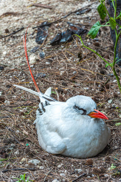 The Red-tailed Tropicbird, Phaethon rubricauda, is a seabird that nests across the Indian and Pacific Oceans. It is the rarest of the tropicbirds.  Papahānaumokuākea Marine National Monument, Midway Island, Midway Atoll, Hawaiian Islands. On a nest. The Red-tailed Tropicbird, Phaethon rubricauda, is a seabird that nests across the Indian and Pacific Oceans. It is the rarest of the tropicbirds.  Papahānaumokuākea Marine National Monument, Midway Island, Midway Atoll, Hawaiian Islands. On a nest. red tailed tropicbird stock pictures, royalty-free photos & images