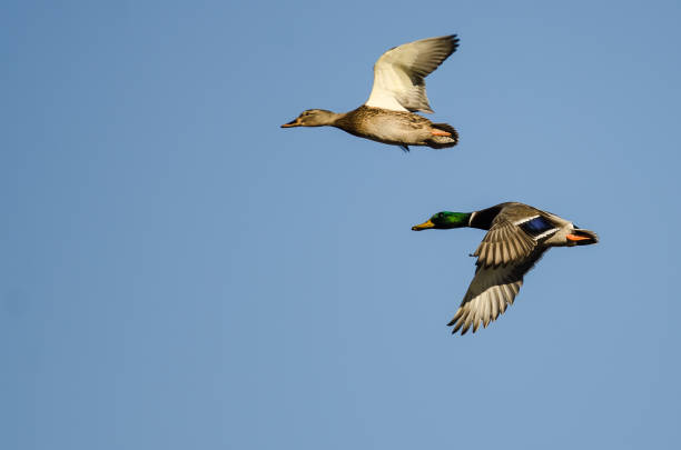 istock Pair of Mallard Ducks Flying in a Blue Sky 1255957844