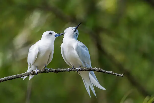 Photo of The White Tern (Gygis alba) is a small seabird found across the tropical oceans of the world. Papahānaumokuākea Marine National Monument, Midway Island, Midway Atoll, Hawaiian Islands. A courting pair. Grooming.