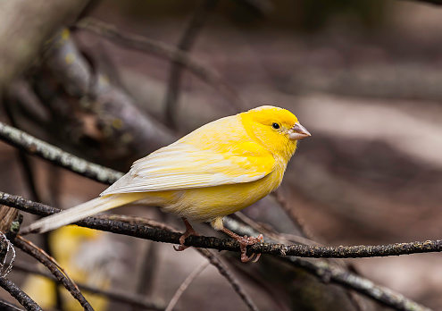 The Domestic Canary, (Serinus canaria) is a domesticated form of the wild Canary, a small songbird in the finch family originating from the Macaronesian Islands (Azores, Madeira and Canary Islands.)  It has become established on Midway Atoll where it was