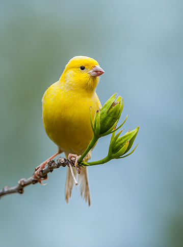 The Domestic Canary, (Serinus canaria) is a domesticated form of the wild Canary, a small songbird in the finch family originating from the Macaronesian Islands (Azores, Madeira and Canary Islands.)  It has become established on Midway Atoll where it was first introduced in 1911. Papahānaumokuākea Marine National Monument, Midway Island, Midway Atoll, Hawaiian Islands