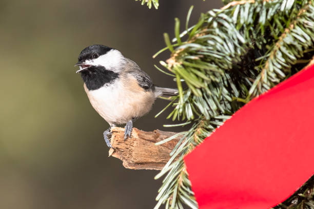 istock Carolina Chickadee Playing with a Merry Christmas Wreath 1255958576