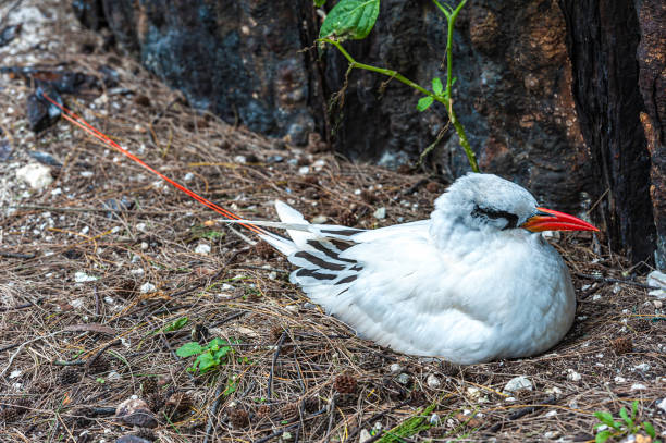 The Red-tailed Tropicbird, Phaethon rubricauda, is a seabird that nests across the Indian and Pacific Oceans. It is the rarest of the tropicbirds. Papahānaumokuākea Marine National Monument, Midway Island, Midway Atoll, Hawaiian Islands. On a nest. el pájaro trópico de cola roja, phaethon rubricauda, es una ave marina que anida a través de los océanos indico y pacífico. es el más raro de los pájaros trópicos. monumento nacional marino papah-naumoku-kea, midway island, atolón midway, islas h