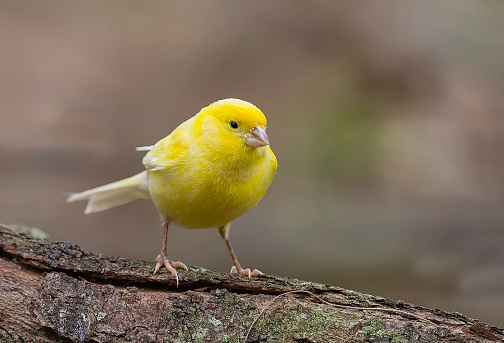 Yellow canary bird on a branch