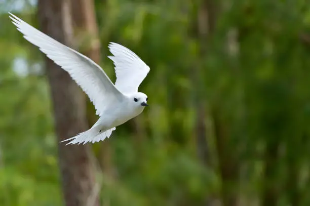 The White Tern (Gygis alba) is a small seabird found across the tropical oceans of the world. Other names for the species include Angel Tern and White Noddy. Papahnaumokukea Marine National Monument, Midway Island, Midway Atoll, Hawaiian Islands. Flying.
