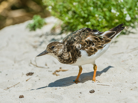 The Ruddy Turnstone (Arenaria interpres) is a small wading bird. It is now classified in the sandpiper family Scolopacidae. Papahnaumokukea Marine National Monument, Midway Island, Midway Atoll, Hawaiian Islands