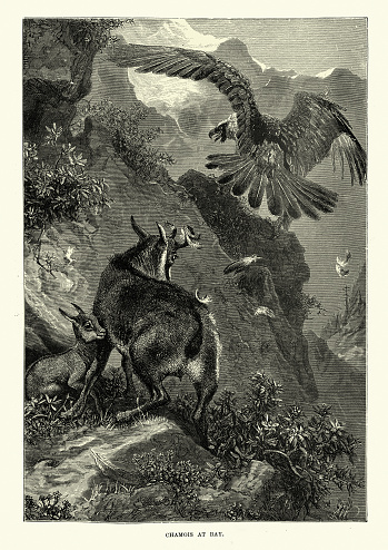 Vintage illustration of Female Chamois protecting its young from an eagle. The chamois (Rupicapra rupicapra) is a species of goat-antelope native to mountains in Europe, from west to east, including the Cantabrian mountains, the Pyrenees, the Alps and the Apennines, the Dinarides, the Tatra and the Carpathian Mountains, the Balkan Mountains