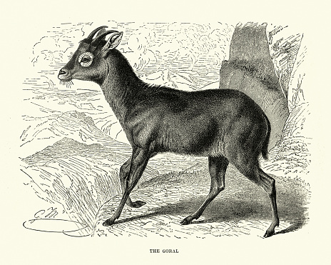 Vintage illustration of Himalayan goral (Naemorhedus goral), a bovid species found across the Himalayas.