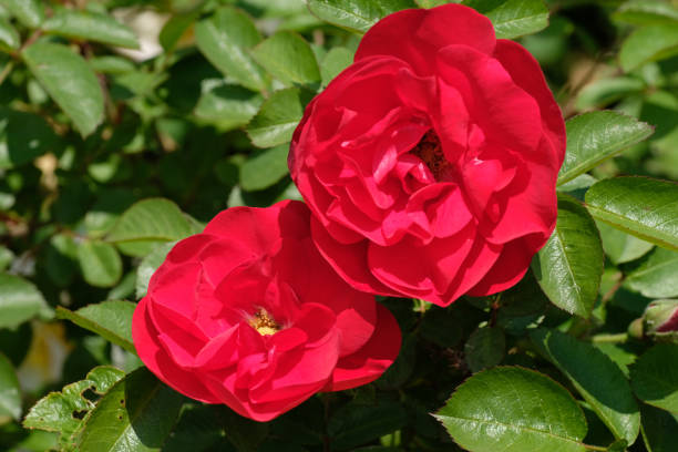 istock Two red flowers and green leaves 1255962224